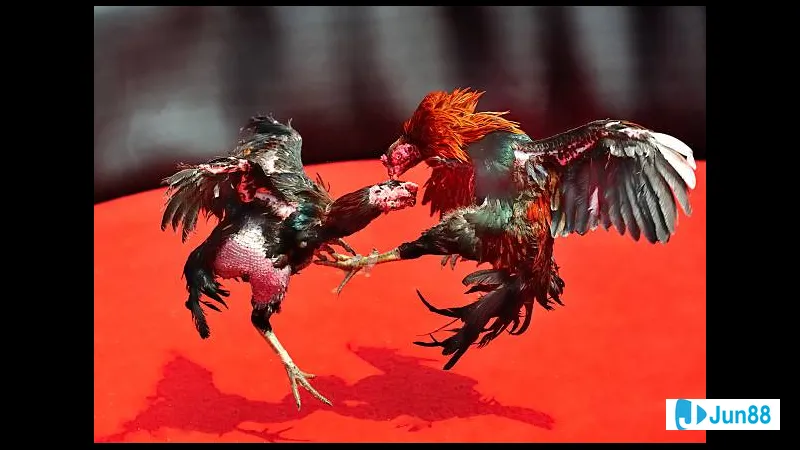 Đường lối bằng đá mòn Đường lối bằng đá mòn