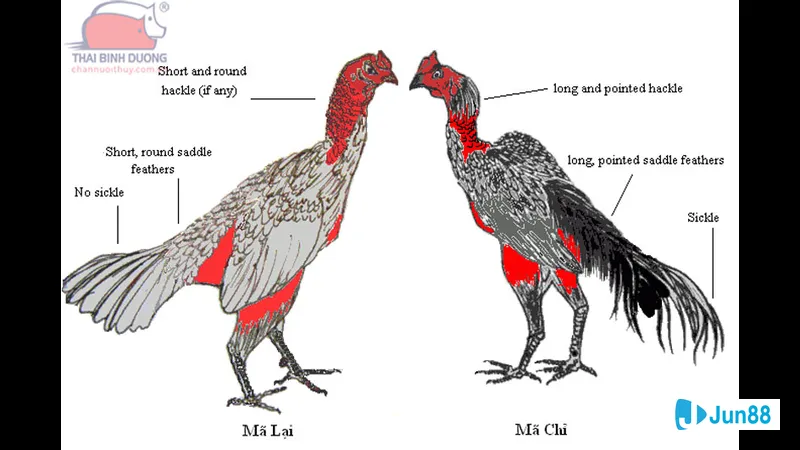 Đặc điểm lối đá gà chọi Đặc điểm lối đá gà chọi