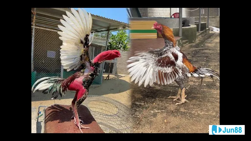 Những lối đá gà chọi phổ biến Những lối đá gà chọi phổ biến