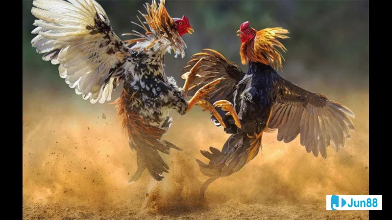 Hai vận đòn gặp nhau