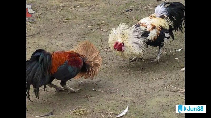 Vần hơi và vần đòn