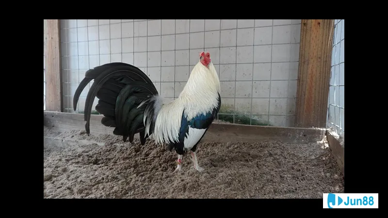 Chế độ dinh dưỡng đầy dinh dưỡng